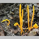 Clavulinopsis laeticolor (goździeniowiec piękny)