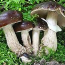 Cyclocybe erebia (polownica czekoladowobrązowa)