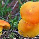 Hygrocybe chlorophana var. aurantiaca