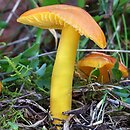 Hygrocybe chlorophana (wilgotnica żółknąca)