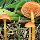 Hygrocybe insipida (wilgotnica drobna)