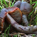 Hygrocybe ovina (wilgotnica czerwieniejąca)