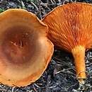 Hygrophoropsis rufa (lisówka ruda)