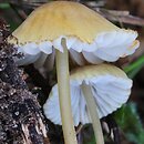 Mycena citrinomarginata (grzybówka cytrynowoostrzowa)