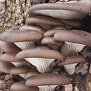 Pleurotus ostreatus (boczniak ostrygowaty)