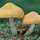 Pluteus fenzlii