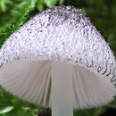 Pluteus hispidulus (drobnołuszczak kosmaty)