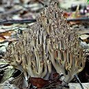 Ramaria fennica