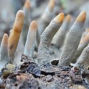 Xylaria hypoxylon (próchnilec gałęzisty)