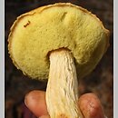 Aureoboletus projectellus (złotoborowik wysmukły)