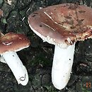 Russula sericatula