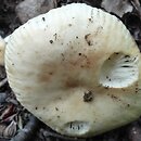 Russula farinipes (gołąbek mączysty)