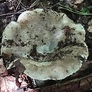 Russula acrifolia (gołąbek ostroblaszkowy)