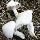 Lepiota erminea (czubajeczka rzodkiewkowata)