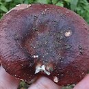 Russula melitodes