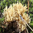 Phaeoclavulina myceliosa