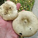 Russula cuprea (gołąbek miedziany)