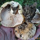 Lactarius acerrimus (mleczaj najostrzejszy)