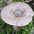 Lactarius quieticolor (mleczaj niebieszczejący)