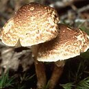 Lepiota castanea (czubajeczka kasztanowata)