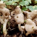 Helvella elastica (piestrzyca giętka)