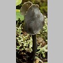 Helvella atra (piestrzyca czarna)