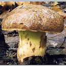 Butyriboletus appendiculatus (masłoborowik żółtobrązowy)