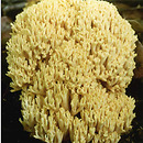 Ramaria flava (koralówka żółta)