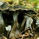 Cantharellus cinereus (pieprznik szary)