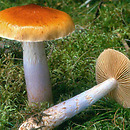 Cortinarius muscigenus (zasłonak śluzowaty)