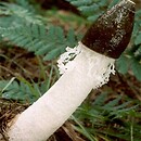 Phallus indusiatus (sromotnik woalkowy)