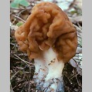 Gyromitra gigas (piestrzenica olbrzymia)