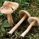 Inocybe godeyi (strzępiak czerwieniejący)