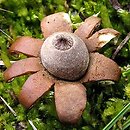 Geastrum hungaricum (gwiazdosz węgierski)