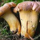 Cantharellus amethysteus (pieprznik ametystowy)