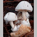 Volvariella surrecta (pochwiak grzybolubny)