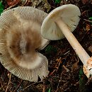 Amanita battarrae (muchomor oliwkowy)