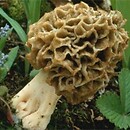 Morchella esculenta (smardz jadalny)