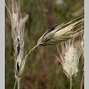 Claviceps purpurea (buławinka czerwona)