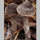 Cortinarius hemitrichus (zasłonak oszroniony)