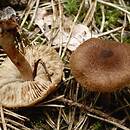 Inocybe lacera (strzępiak poszarpany)