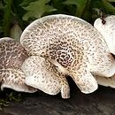 Lentinus tigrinus (twardziak tygrysi)