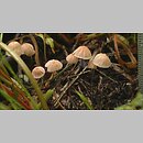 Marasmius siccus