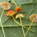 Mycena acicula (grzybówka szpilkowa)