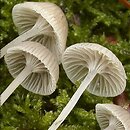 Mycena cinerella (grzybówka popielata)