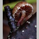 Phaeomarasmius erinaceus (ciemnotwardnik łuskowaty)