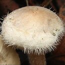 Ripartites tricholoma (kosmatek strzępiastobrzegi)