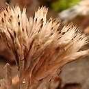 Thelephora (chropiatka)