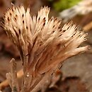 Thelephora penicillata (chropiatka pędzelkowata)