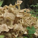 Polyporus umbellatus (żagiew wielogłowa)